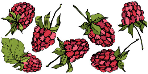Vector Raspberry healthy food isolated. Red and green engraved ink art. Isolated berries illustration element.