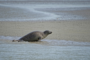 Fototapeta premium Phoque veau marin
