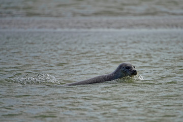 Fototapeta premium Phoque veau marin