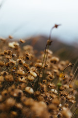 Fondo de plantas y flores del bosque.