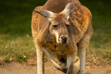 Old sickly kangaroo in nature