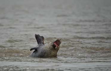 Fototapeta premium Phoque veau marin