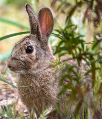 Coniglio selvatico europeo (Oryctolagus cuniculus Linnaeus, 1758)