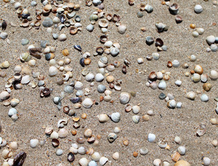 Shells of many types on sandy beaches, seashells background	