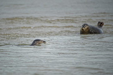 Fototapeta premium Phoque veau marin