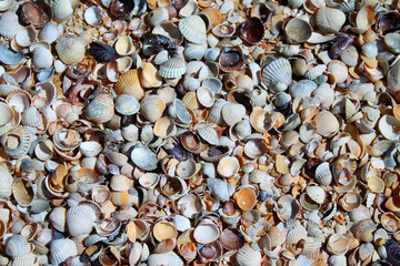 Shells of many types and sizes on shelling beaches, seashells background 