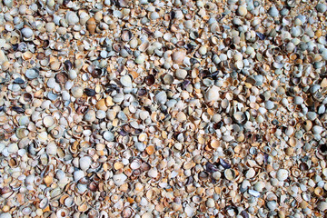 Shells on shelling beach, seashells background