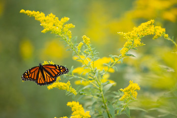 Monarch butterfly on yellow flower in nature