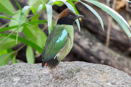 Hooded Pitta. Colorful Pitta, Hooded Pitta (Pitta sordida), standing on the ground, side profile