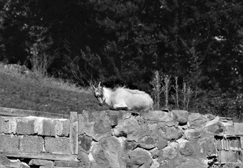 a domestic goat climbed a wall