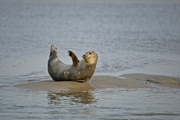 Fototapeta premium Phoque veau marin