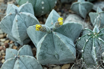 Astrophytum myriostigma jaumavense Cactaceae yellow flowers of a tropical home-grown cactus. Blooming cactus astrophytum