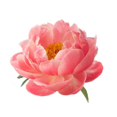 beautiful pink peony flower isolated on white background