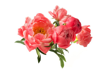 beautiful pink peonies flowers isolated on white background