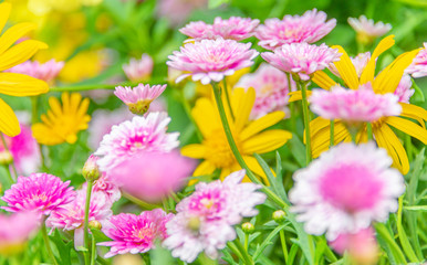 Obraz premium Pink Daisies.
