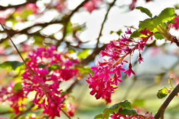 Fototapeta na wymiar Close up of red-flowering currant in sunlight