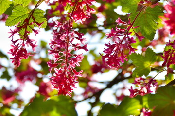 Close up of red-flowering currant in sunlight