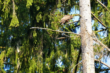Fototapeta premium Hawk perched on a fir branch