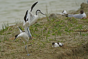 Avocettes élégantes