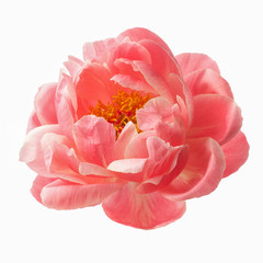 beautiful pink peony flower isolated on white background © vetre