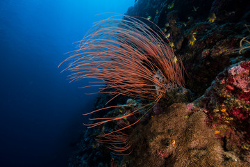 Fototapeta na wymiar Corals in Indonesia