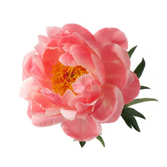 beautiful pink peony flower isolated on white background © vetre