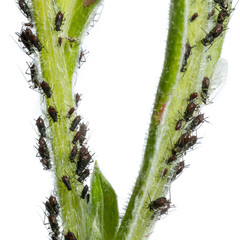 Aphids partly with wings suck on a green plant stem