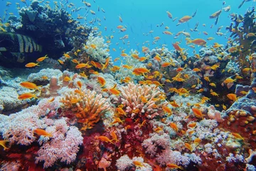  Prachtig tropisch koraalrif met ondiepte of rode koraalvis Anthias © Tunatura