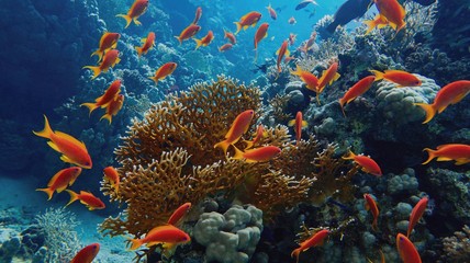 Schönes tropisches Korallenriff mit Schwarm- oder Rotkorallenfischen Anthias