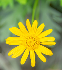 Obraz premium Golden Daisy.