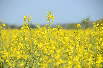View into a rapeseed field, with focus on a single plant.