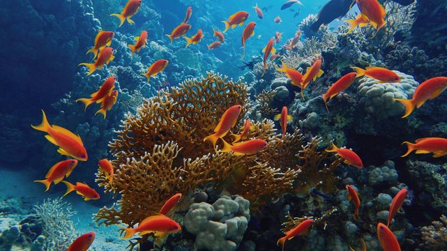 Beautiful tropical coral reef with shoal or red coral fish Anthias