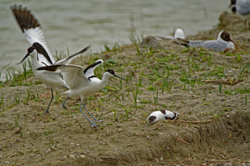 Avocette élégante