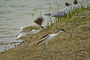 Avocettes élégantes