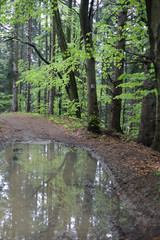 Obraz premium Virgin beech tree forest in spring in eastern Poland, Europe