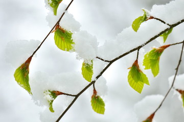 Young beech leaves covered in snow