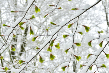 Young beech leaves covered in snow