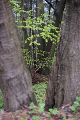 Virgin beech tree forest in spring in eastern Poland, Europe