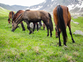 Horses. Beautiful view landscape mountains, Georgia. - Image