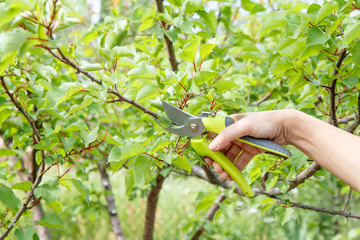 Female farmer with pruner shears the tips of apricot tree.