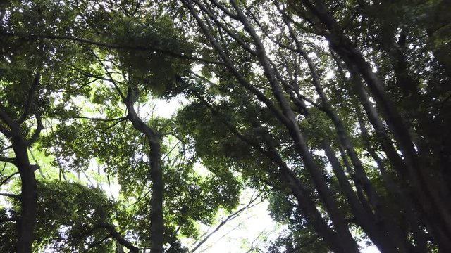 Looking up the Trees and Leaves 