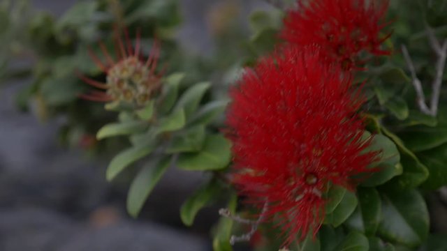 fire red ohia tree flower swaying in the breeze