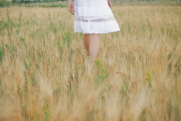  A girl in a white dress walks across the field in the farm. Wild field with wheat background. Warm...