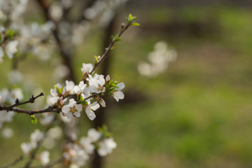 Blooming spring flower on the branches of the apricot. Flowering in the garden. Background