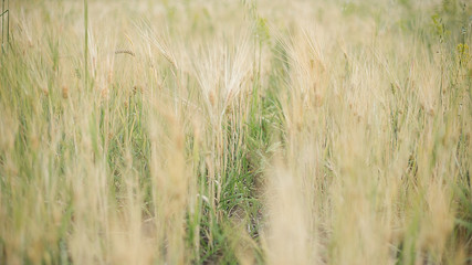 Wild field with wheat background. Warm summer day. Organic food and production