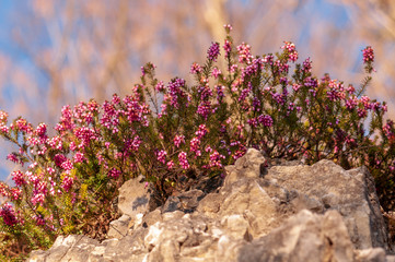 Flowers Spring Heath forest Erica carnea