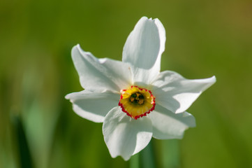 White narcissus daffodil flower on sunshine and blur background
