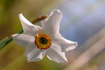 Fototapeta na wymiar White narcissus daffodil flower on sunshine and blur background