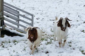 White and brown goats in snowy landscape looking at the camera
