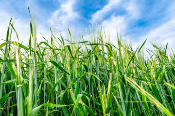 Growth of wheat, green field with ears on sky background